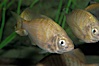 White seaperch. Image #09408