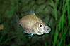 White seaperch. Image #09409