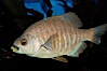 Black perch. Image #09411