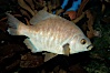 Black perch. Image #09412
