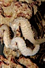 Lined seahorse. Image #09425