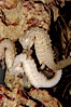 Lined seahorse. Image #09426