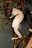 Lined seahorse. Image #09427