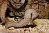 Lined seahorse. Image #09428