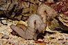 Lined seahorse. Image #09429