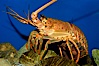 Spiny lobster. California, USA. Image #09432