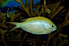 Blue green chromis. Image #09437