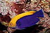Flameback angelfish. Image #09447