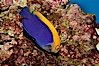 Flameback angelfish. Image #09448