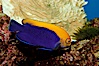 Flameback angelfish. Image #09449