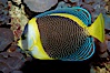 Scribbled angelfish. Image #09451