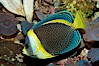 Scribbled angelfish. Image #09452
