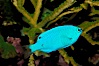 Sapphire devil (blue damselfish), female/juvenile coloration. Image #09457