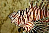 Lionfish. Image #09463