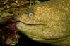 Moray eel. Image #09478