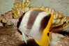 Pacific double-saddle butterflyfish. Image #09479