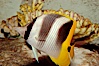 Pacific double-saddle butterflyfish. Image #09479