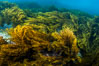 Marine algae, kelp. Guadalupe Island (Isla Guadalupe), Baja California, Mexico. Image #09532