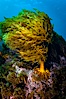 Unidentified marine algae. Guadalupe Island (Isla Guadalupe), Baja California, Mexico. Image #09537
