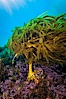 Unidentified marine algae. Guadalupe Island (Isla Guadalupe), Baja California, Mexico. Image #09538
