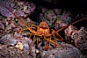 Spiny lobster in rocky crevice. Guadalupe Island (Isla Guadalupe), Baja California, Mexico. Image #09561