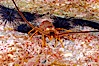 Spiny lobster in rocky crevice. Guadalupe Island (Isla Guadalupe), Baja California, Mexico. Image #09563