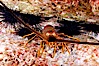 Spiny lobster in rocky crevice. Guadalupe Island (Isla Guadalupe), Baja California, Mexico. Image #09564