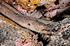 Moray eel in rock crevice. Guadalupe Island (Isla Guadalupe), Baja California, Mexico. Image #09582