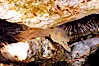 Moray eel in rock crevice. Guadalupe Island (Isla Guadalupe), Baja California, Mexico. Image #09583