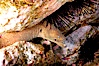 Moray eel in rock crevice. Guadalupe Island (Isla Guadalupe), Baja California, Mexico. Image #09584