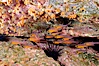 Guadalupe cardinalfish, typically schooling together in the shadow of a rock ledge. Guadalupe Island (Isla Guadalupe), Baja California, Mexico. Image #09585