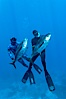 Joe Tobin (left) and James Tate (right) with yellowfin tuna (approx 60 pounds each), taken by breathold diving with band-power spearguns near Abalone Point.  Guadalupe Island, like other Eastern Pacific islands, is a fine place in the world to spear large yellowfin tuna.  July 2004. Guadalupe Island (Isla Guadalupe), Baja California, Mexico. Image #09592