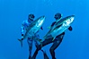 Joe Tobin (left) and James Tate (right) with yellowfin tuna (approx 60 pounds each), taken by breathold diving with band-power spearguns near Abalone Point.  Guadalupe Island, like other Eastern Pacific islands, is a fine place in the world to spear large yellowfin tuna.  July 2004. Guadalupe Island (Isla Guadalupe), Baja California, Mexico. Image #09593