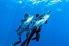Joe Tobin (left) and James Tate (right) with yellowfin tuna (approx 60 pounds each), taken by breathold diving with band-power spearguns near Abalone Point.  Guadalupe Island, like other Eastern Pacific islands, is a fine place in the world to spear large yellowfin tuna.  July 2004. Guadalupe Island (Isla Guadalupe), Baja California, Mexico. Image #09594