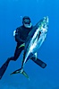 James Tate with yellowfin tuna (approx 60 pounds) taken by breathold diving with a band-power speargun near Abalone Point.  July 2004. Guadalupe Island (Isla Guadalupe), Baja California, Mexico. Image #09600