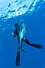 James Tate with yellowfin tuna (approx 60 pounds) taken by breathold diving with a band-power speargun near Abalone Point.  July 2004. Guadalupe Island (Isla Guadalupe), Baja California, Mexico. Image #09601