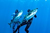 Joe Tobin (left) and James Tate (right) with yellowfin tuna (approx 60 pounds each), taken by breathold diving with band-power spearguns near Abalone Point.  Guadalupe Island, like other Eastern Pacific islands, is a fine place in the world to spear large yellowfin tuna.  July 2004. Guadalupe Island (Isla Guadalupe), Baja California, Mexico. Image #09602