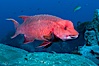 Mexican hogfish, adult male showing fleshy bump on head. Guadalupe Island (Isla Guadalupe), Baja California, Mexico. Image #09606