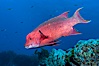 Mexican hogfish, adult male showing fleshy bump on head. Guadalupe Island (Isla Guadalupe), Baja California, Mexico. Image #09607