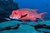 Mexican hogfish, adult male showing fleshy bump on head. Guadalupe Island (Isla Guadalupe), Baja California, Mexico. Image #09608