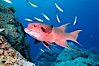 Mexican hogfish, adult male showing fleshy bump on head. Guadalupe Island (Isla Guadalupe), Baja California, Mexico. Image #09609