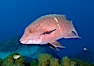 Mexican hogfish, female or subadult male lacking fleshy bump on head. Guadalupe Island (Isla Guadalupe), Baja California, Mexico. Image #09610