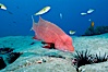 Mexican hogfish, adult male showing fleshy bump on head. Guadalupe Island (Isla Guadalupe), Baja California, Mexico. Image #09612