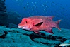 Mexican hogfish, adult male showing fleshy bump on head. Guadalupe Island (Isla Guadalupe), Baja California, Mexico. Image #09613