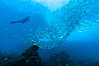 Jack mackerel schooling around a diver.  Summer. Guadalupe Island (Isla Guadalupe), Baja California, Mexico. Image #09635