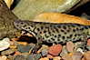 Spanish ribbed newt, native to Spain, Portugal and Morocco. Image #09798