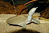 Softshell turtle. Image #09805