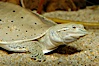 Softshell turtle. Image #09807