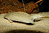 Softshell turtle. Image #09809