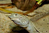 Softshell turtle. Image #09810